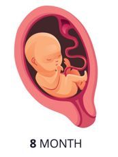 Development of the baby in the mother womb