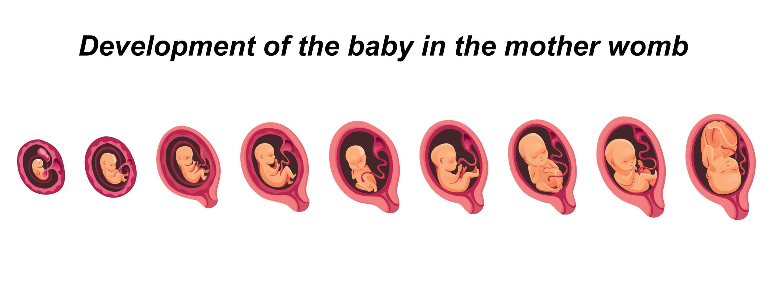 Development of the baby in the mother womb